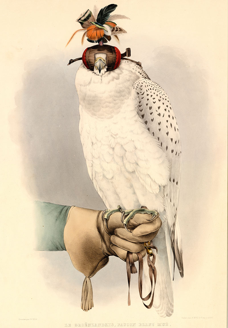 The British Falconers' Club – Maintain the falconer and the