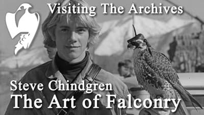 Latest Video - Steve Chindgrin - The Art of Falconry