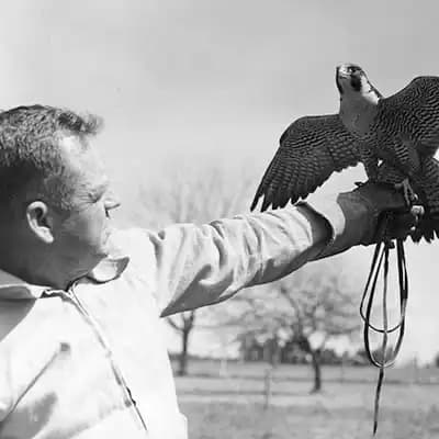 The Archives of Falconry Inductee image